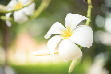 Beautiful macro  green leaf closeup, refreshment, relax, relief with copyspace for text, advertising green color background