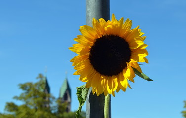 Sonnenblume vor der Herz-Jesu-Kirche in Freiburg