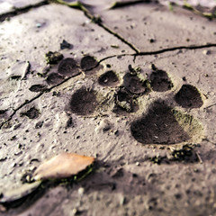 trace de patte de chien