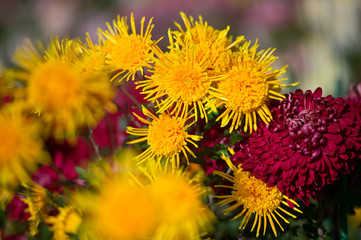 Beautiful Chrysanthemums in garden. Flowers as background picture. Chrysanthemum wallpaper. Japanese style. Autumn garden of chrysanthemums.