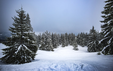 Gloomy beautiful evening landscape of fir trees