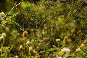 A web of indian spider who is relaxing on web at evening.