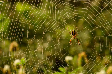 A web of indian spider who is relaxing on web at evening.