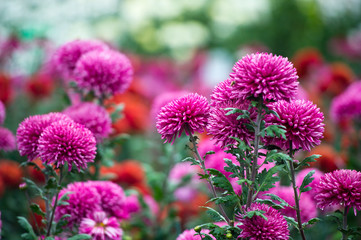 Beautiful Chrysanthemums in garden. Flowers as background picture. Chrysanthemum wallpaper. Japanese style. Autumn garden of chrysanthemums.