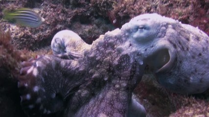 Octopus Close Up. Squid Critter Hiding On Peaceful Coral Reef In Calm Blue Sea Water & Colour Camouflage. Graceful Reef Octopus. Colourful Dangerous Marine Life. Beautiful Aquatic Underwater Wildlife