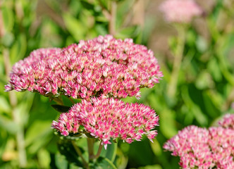 Blühende Purpur-Fetthenne, Hylotelephium telephium