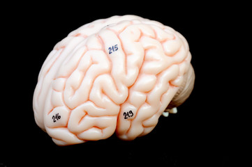 human brain anatomy model