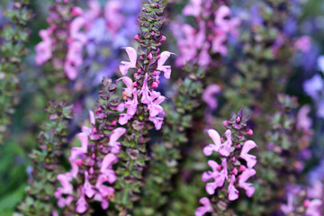Pink Salvia or Sage flowers
