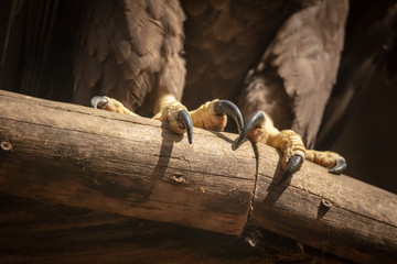 Paws of an eagle on a log in a zoo