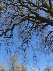 branches of tree against blue sky