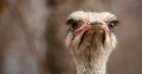 Portrait of an ostrich in a zoo