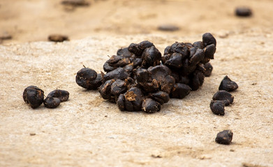 Poop sheep on the ground in a zoo