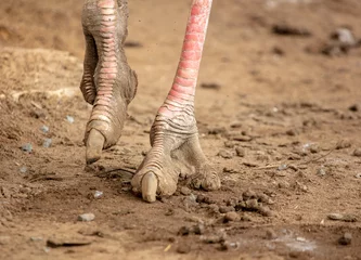 Deurstickers Ostrich legs on the ground at the zoo © schankz