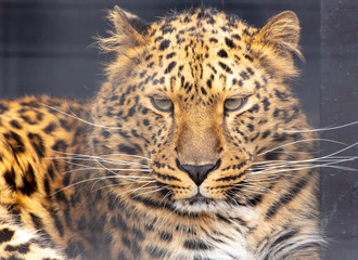 Portrait of a leopard in a zoo