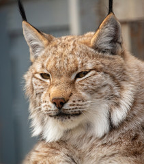 Portrait of a lynx at the zoo
