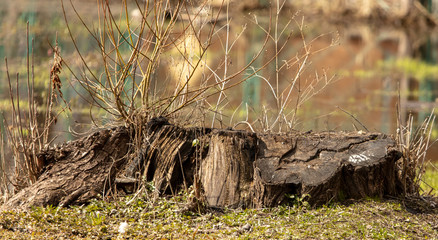 Stump from a sawn tree in a park