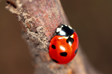 Ladybug on a tree branch