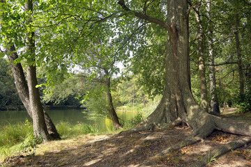 Obraz premium am jungfernheidesee