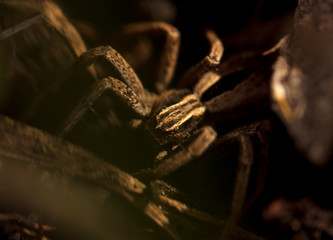 Portrait of a spider in the ground