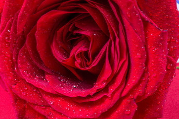 Flower, rose, red, water drops, waves of the petals.