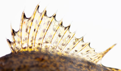 Ruff fish fin isolated on a white background © schankz