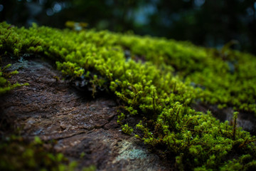 green moss on a rock