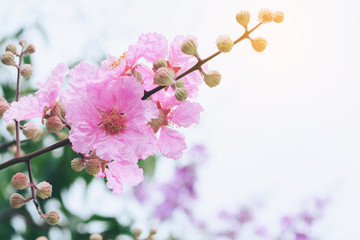 Obraz premium Beautiful Lagerstroemia Pink Flowers in the Background Nature