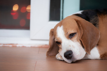 Beagle dog lying in front of door waiting for owner come home