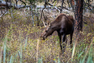 Young Moose In The Forest.