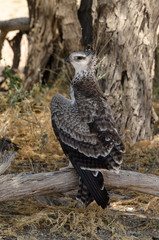 Aigle martial, Polemaetus bellicosus, Martial Eagle