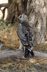 Aigle martial, Polemaetus bellicosus, Martial Eagle
