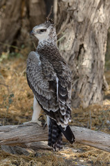 Aigle martial, Polemaetus bellicosus, Martial Eagle