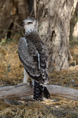 Aigle martial, Polemaetus bellicosus, Martial Eagle