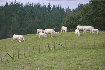 Fototapeta premium A group of cows and veals grazing at a hill of Cantabria, Spain
