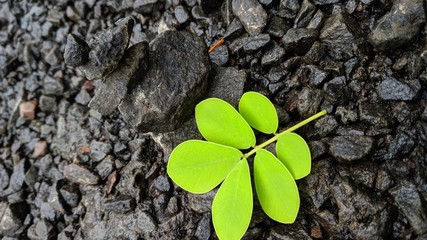 young plant growing in soil