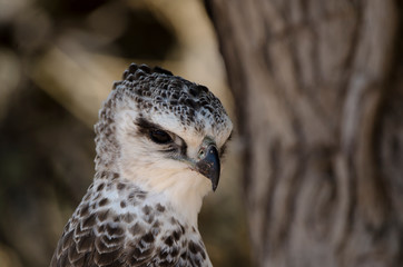 Aigle martial, Polemaetus bellicosus, Martial Eagle