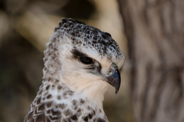 Aigle martial, Polemaetus bellicosus, Martial Eagle