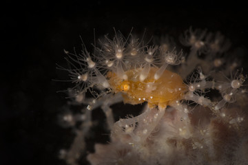 Spiny Spider crab (Achaeus spinosus). Underwater macro photography from Lembeh Strait, Indonesia 