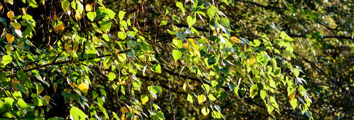 Autumn birch leaves lit by the sun. Horizontal photo. Concept - a screensaver for the site. Autumn.