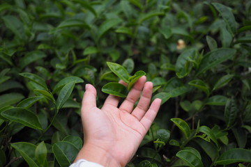 The woman's hand picking fresh the top of the tea  in tea plantation
