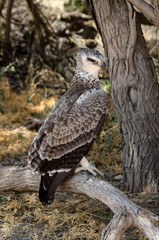 Aigle martial, Polemaetus bellicosus, Martial Eagle