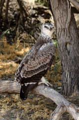 Aigle martial, Polemaetus bellicosus, Martial Eagle