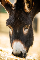 Portrait - Kopf von einem Esel