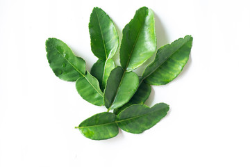 Fresh Green Kaffir Lime Leaves isolated on White Background, ingradient for Asia's food