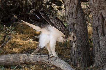 Aigle martial, Polemaetus bellicosus, Martial Eagle
