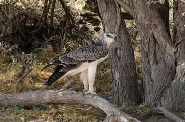Aigle martial, Polemaetus bellicosus, Martial Eagle