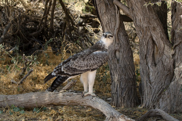 Aigle martial, Polemaetus bellicosus, Martial Eagle