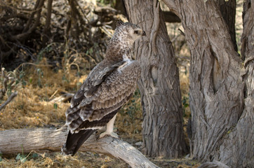 Aigle martial, Polemaetus bellicosus, Martial Eagle