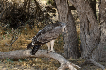 Aigle martial, Polemaetus bellicosus, Martial Eagle