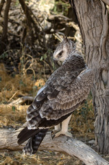Aigle martial, Polemaetus bellicosus, Martial Eagle